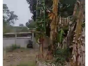 Farm lot in samal island, Philippines 