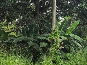 Commercial lot in Tagum City 