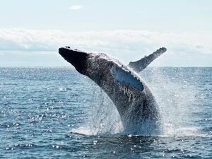 500m² in ecuadorean coast. Property with construction.