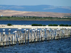 A luxury studio flat for sale in Pomorie