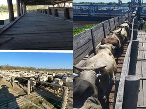 (14) Cattle Farm of 14000 has
