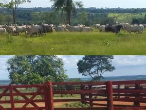(14) Cattle Ranch of 800 has. Saint Peter Paraguay