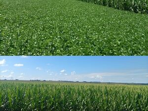 (14) A Field of 500 has. Caaguazu, Paraguay