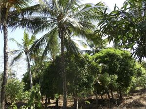 3 acre freehold land on Mtwapa Creek, Kenyan Coast 