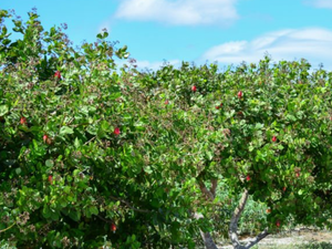 cashew farm for sale 