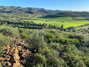 Sa Tanca – Olive Grove – Residential Land in an Agricultural