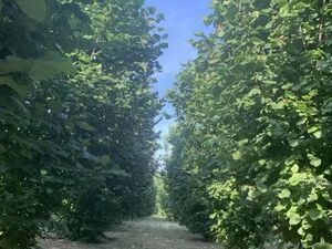 I am selling a hazelnut plantation in Veliko Gradiste