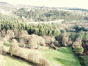 Terreno em Mangualde