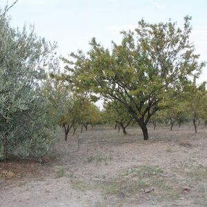 Land in Sicily - Caterina Cda Chiano Alessandria