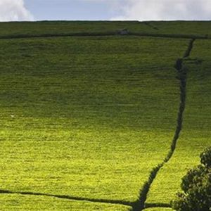 7000 Acres of Tea Farm for sale in Kenya