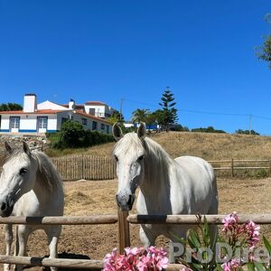 Quinta do Paúl – PD0454