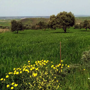 Olive grove in Villanovafranca, Sardinia