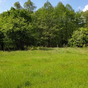 Forest near Belogradchik 65 000 sq.m