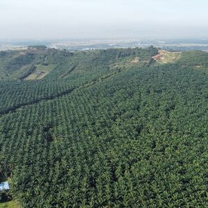 Pinang Tunggal Oil Palm Plantation For Sale