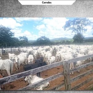 LIVESTOCK PROPERTY FOR SALE