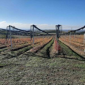 Blueberry plantation for sale