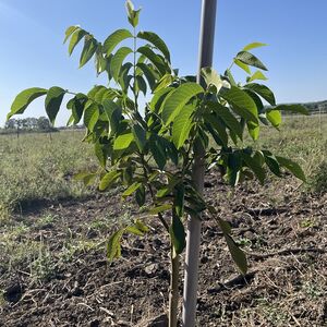 I am selling a plantation walnut 7ha