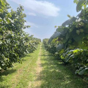 5 hectares of hazelnuts