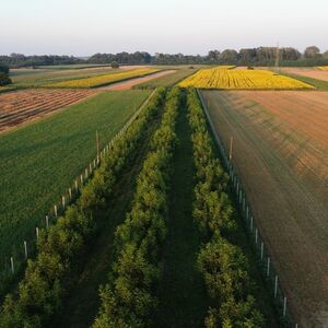 Chandler walnut orchard for sale