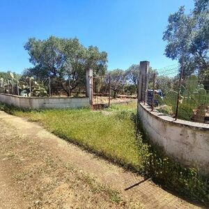 Italy Puglia Manduria Land with olives 3 km from the Sea