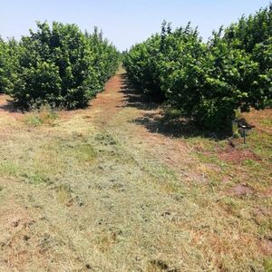 I am selling a hazelnut plantation.