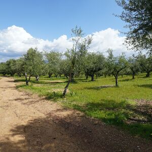 Olive tree field in Messinia, Greece