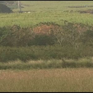 Yorkshire Plantation Land 