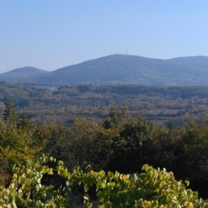 Plot for sale (forest) in Sopot