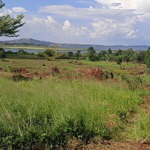 50 Acres Of Lakefront Land Touching Lake Victoria For Sale 