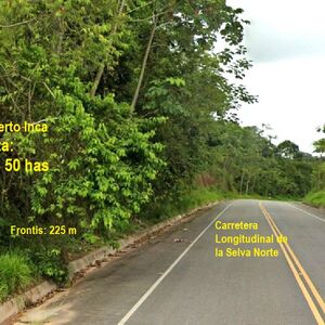 For sale: 50-hectare rural land. Puerto Inca - Huánuco