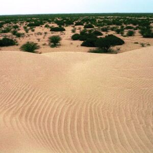 For Sale: 7000 has Land plot in Piura province