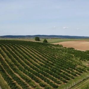 Hazelnut plantation-Sremska Mitrovica-Ležimir 378 ares