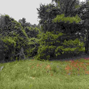 4.41 Acres of Wooded Land in Clinton SC