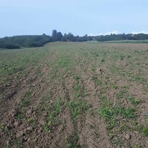 Plots for sale Mladenovac-Vlaška