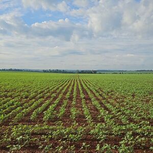 Agricultural operation of 1,160 hectares in Toledo/Caagua