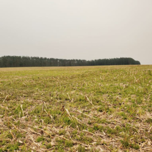 Agricultural operation of 402 hectares in San Cristobal