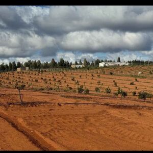 Rural farm in Morroco with 5 hectares 