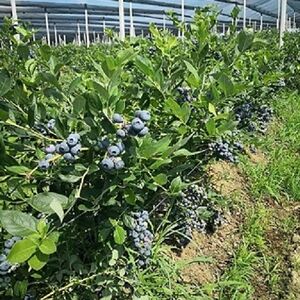 Blueberry plantation Sabac-Varna for sale
