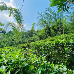 7 Acers Tea Estate in kuruwita, Sri Lanka for quick sale