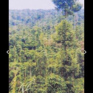 For sale farm lots in Mindanao, Philippines 