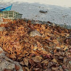 For sale beach lot in Bohol, Philippines 