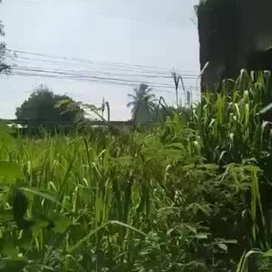 Industrial lot in Sta. Cruz, Davao del sur 