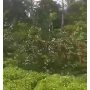 Farm lot in buwalan, Davao city 