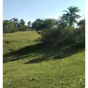 Coconut farm in sawata, Davao del Norte 