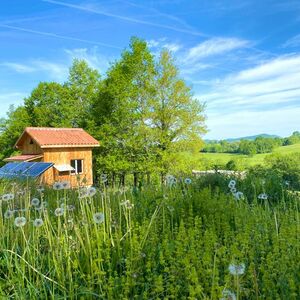 House with two outbuildings on a lot surrounded by nature