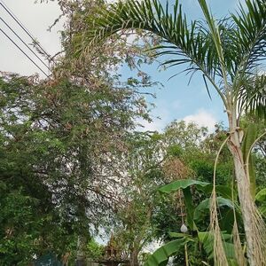 House and land for sale.