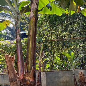 Farm lot in bukidnon 