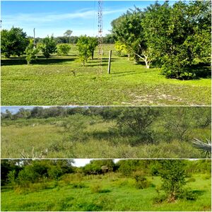 Farm / Ranch of 5100 has and 3000 units cattle Concepcion PY