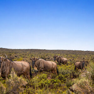 Set Your Heart Free (650)