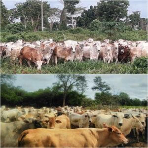 (7) Cattle Ranch of 48.000 has. Alto Paraguay - Chaco